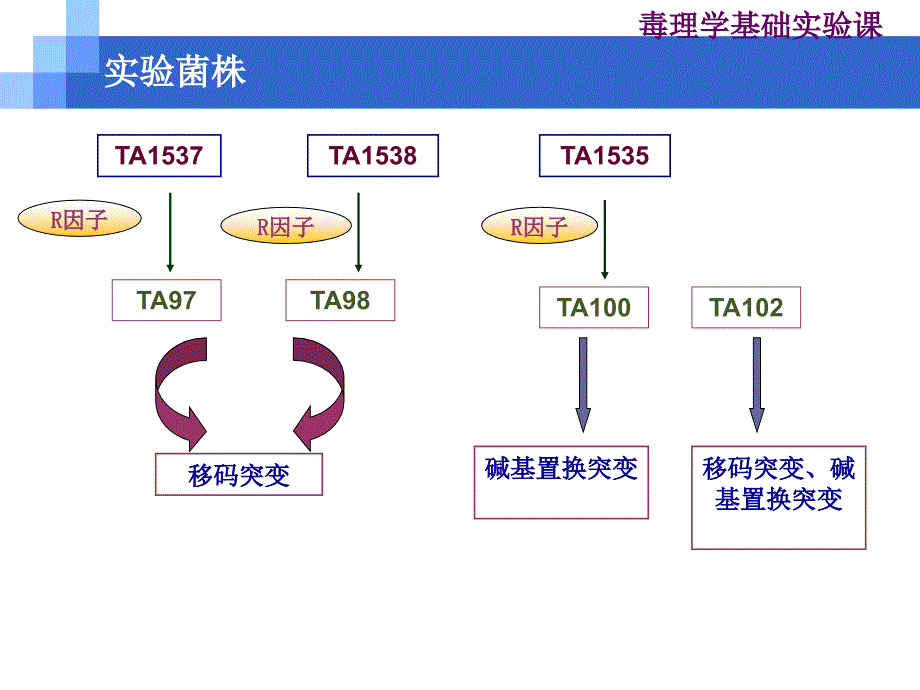 鼠伤寒沙门氏菌微粒体酶试验讲解_第3页