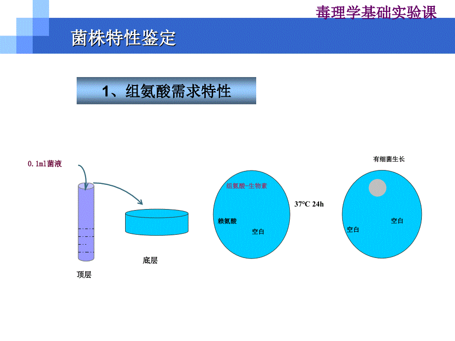 鼠伤寒沙门氏菌微粒体酶试验讲解_第5页