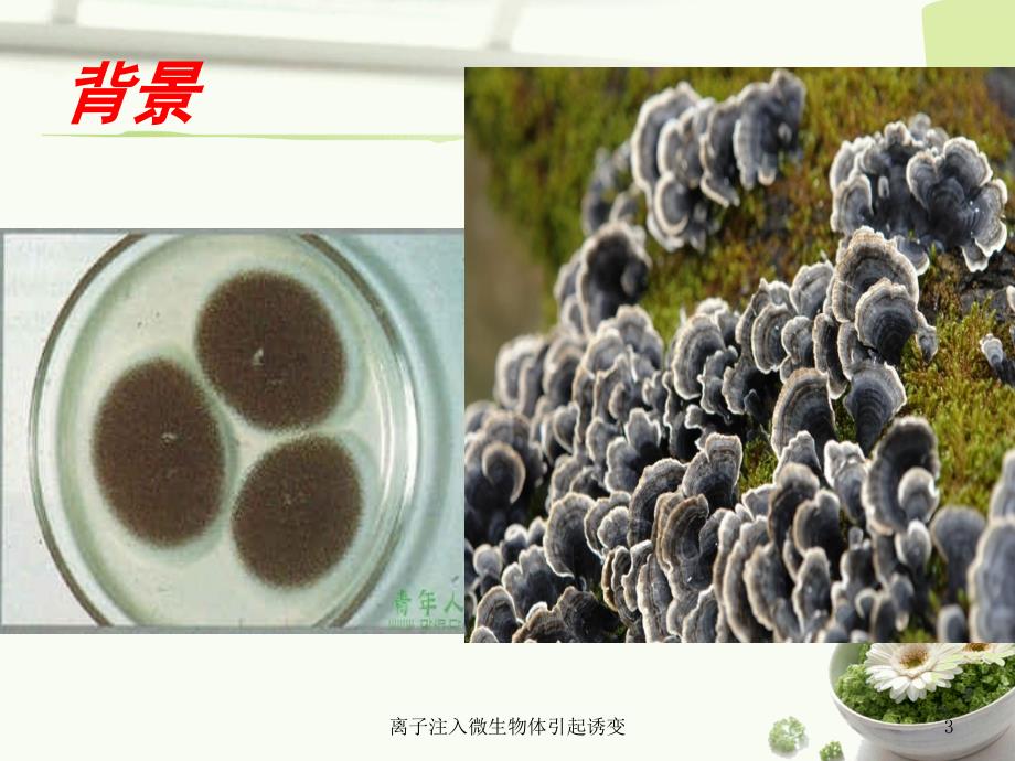 离子注入微生物体引起诱变课件_第3页