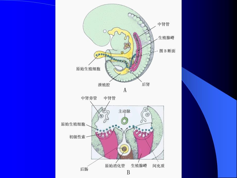 生殖系统的发生_第3页