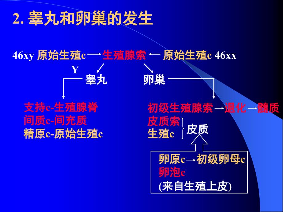 生殖系统的发生_第4页