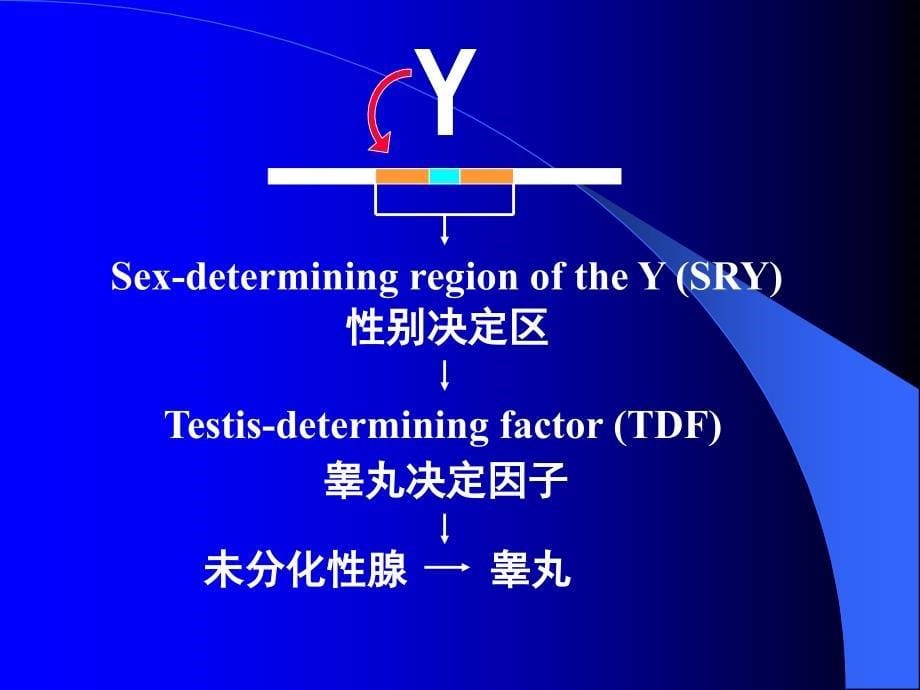 生殖系统的发生_第5页