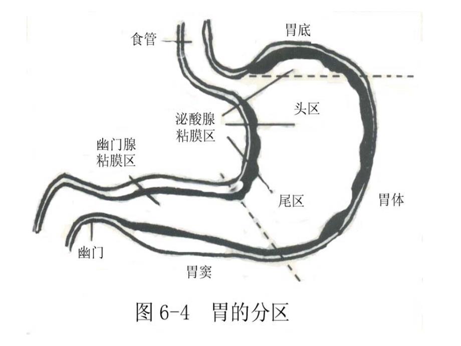 生理学教学课件：消化生理2-胃内消化_第2页