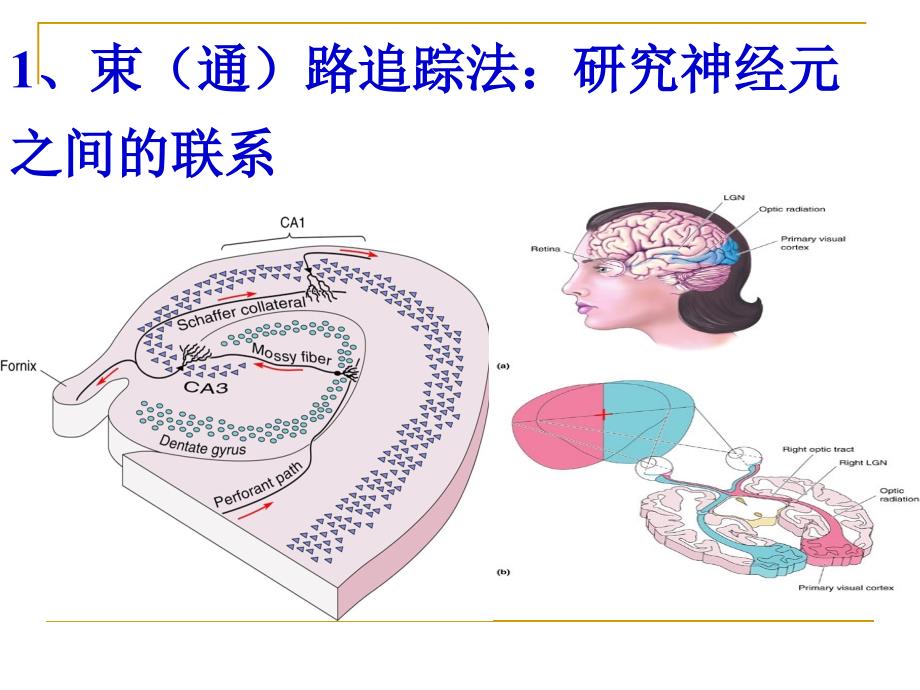 神经生物学第二章--神经生物学研究的方法课件_第4页