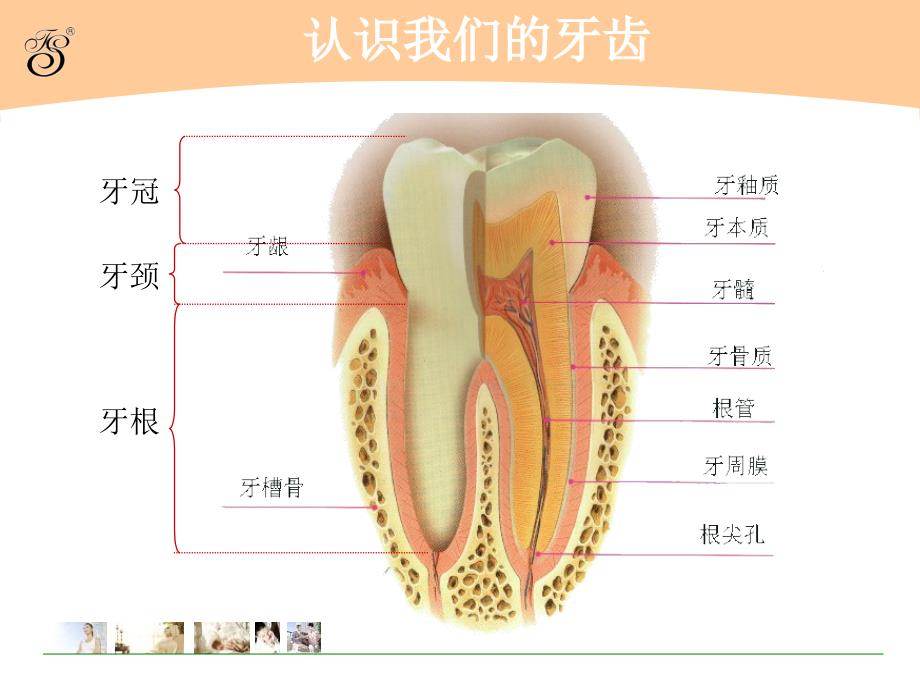 爱牙日健康教育课件PPT_第2页