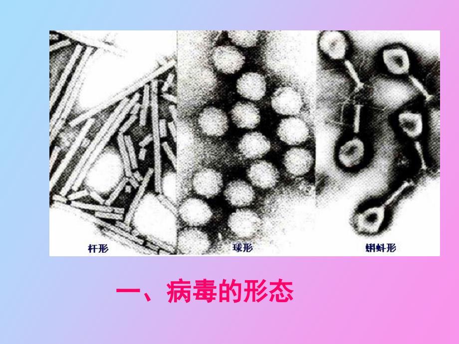 病毒细菌真菌_第4页