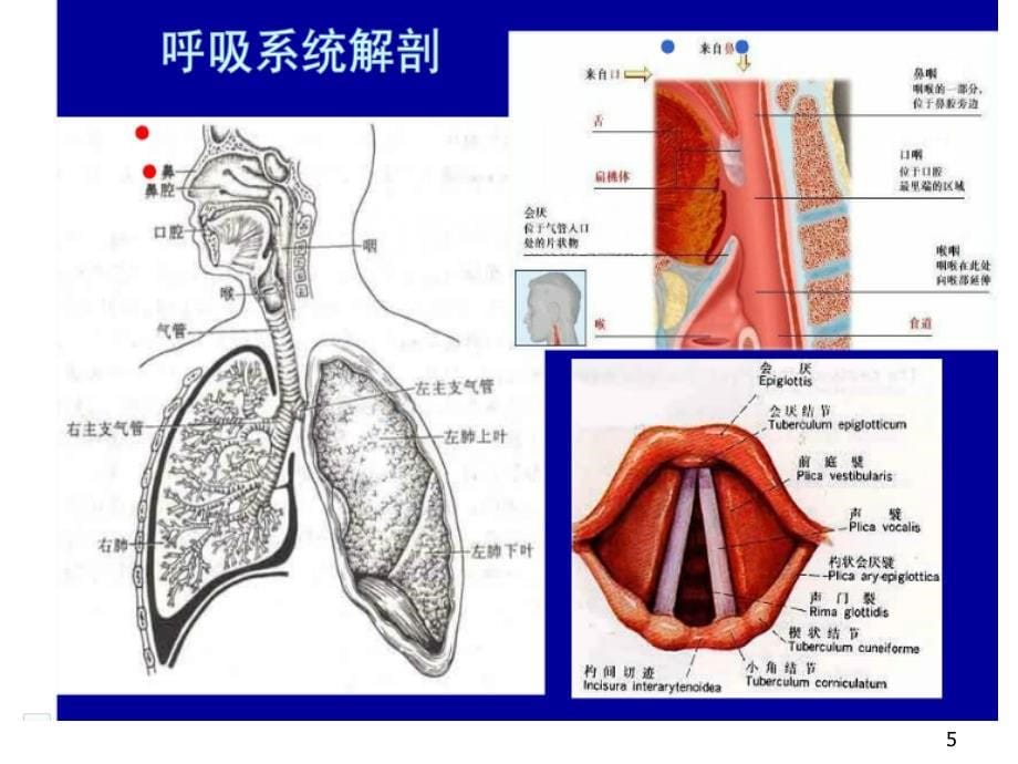 d呼吸衰竭ppt课件_第5页