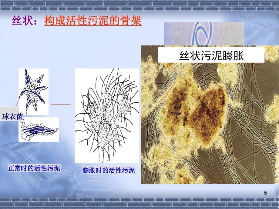 第二章原核微生物_第5页