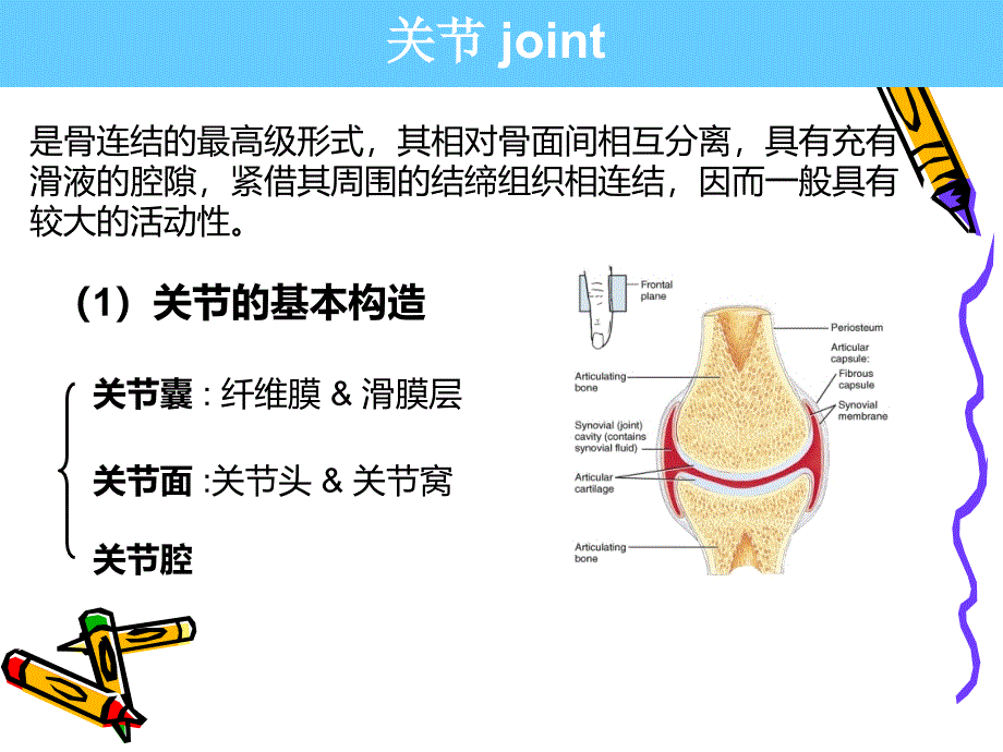 系解pbl--膝关节_第2页