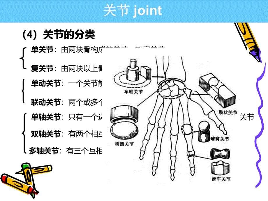 系解pbl--膝关节_第5页