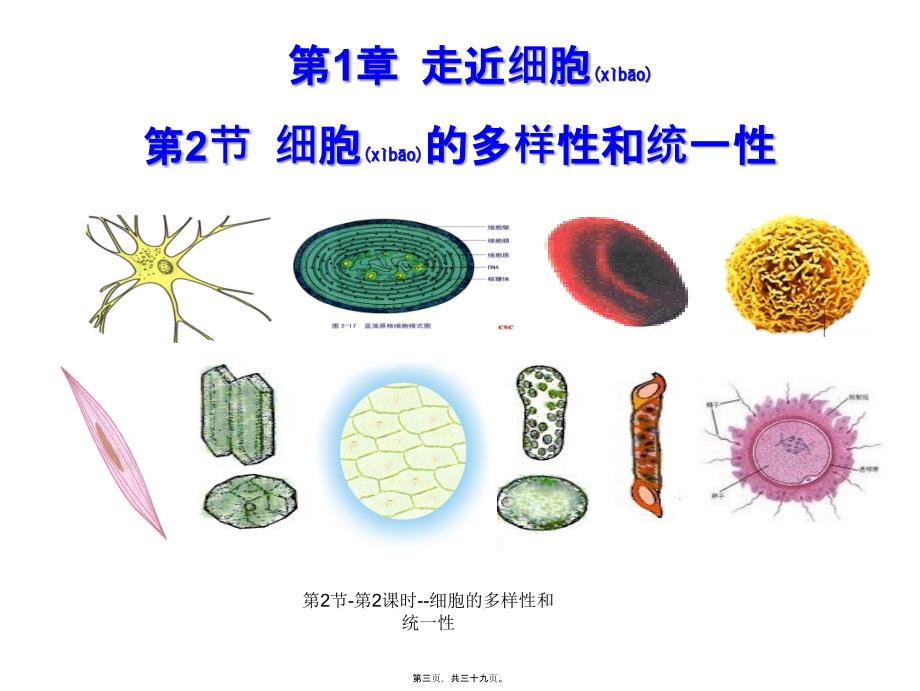 第2节第2课时细胞的多样性和统一性课件_第3页