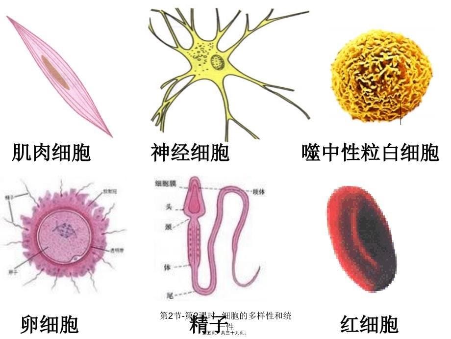 第2节第2课时细胞的多样性和统一性课件_第5页