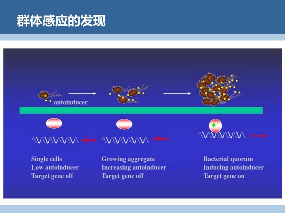 细菌群体感应系统及其应用_第4页