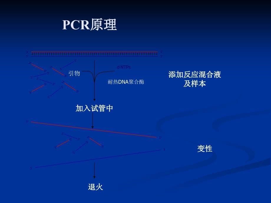 聚合酶链反应及基因突变检测方法_第5页