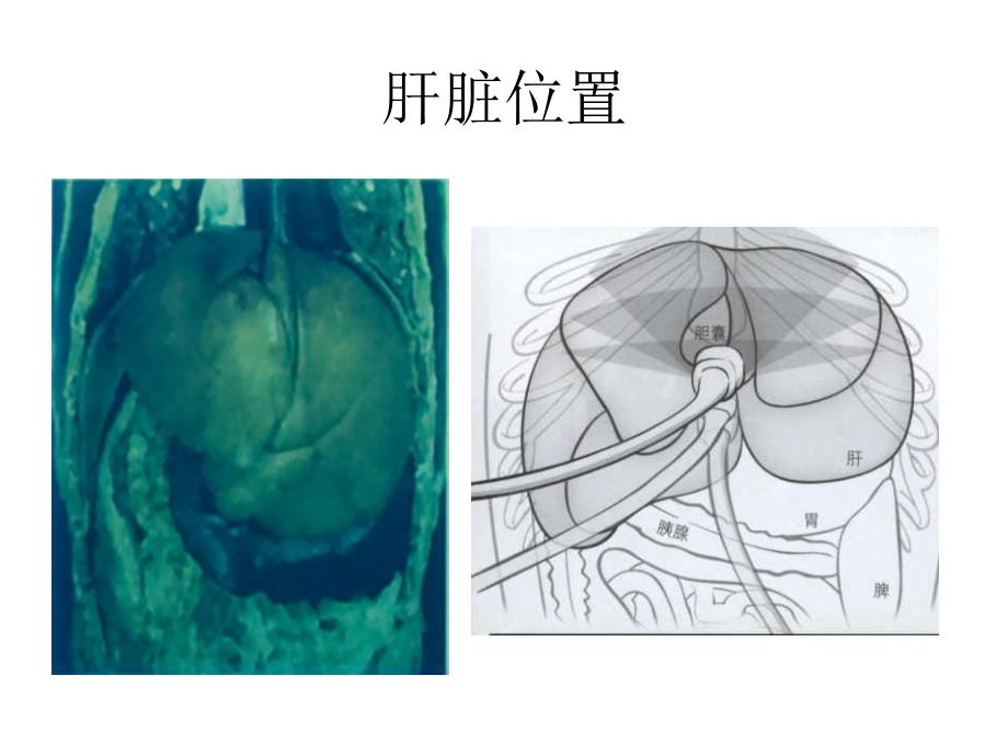 0犬猫肝胆超声检查_第3页