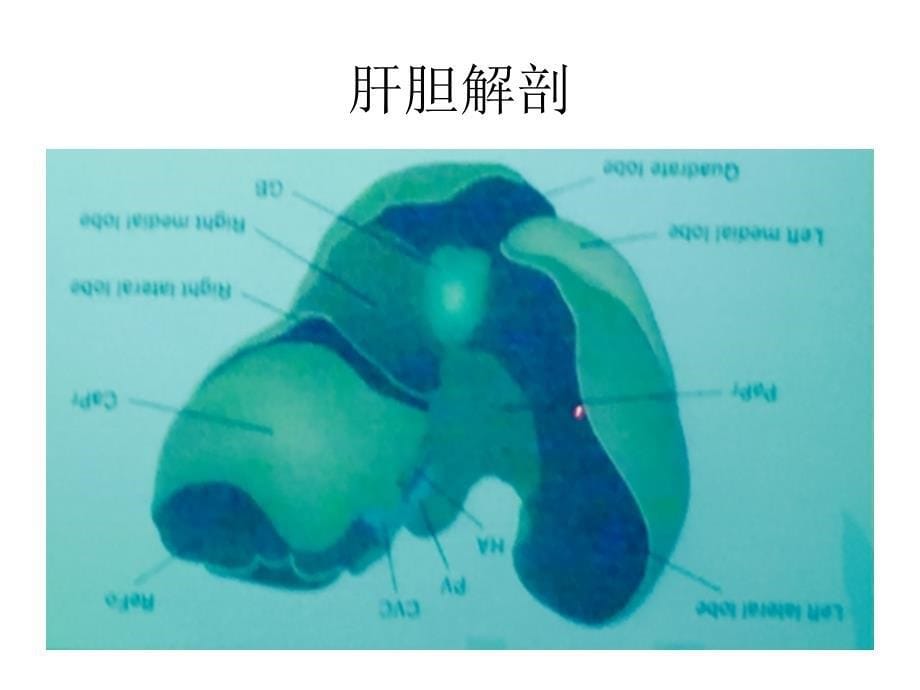 0犬猫肝胆超声检查_第5页