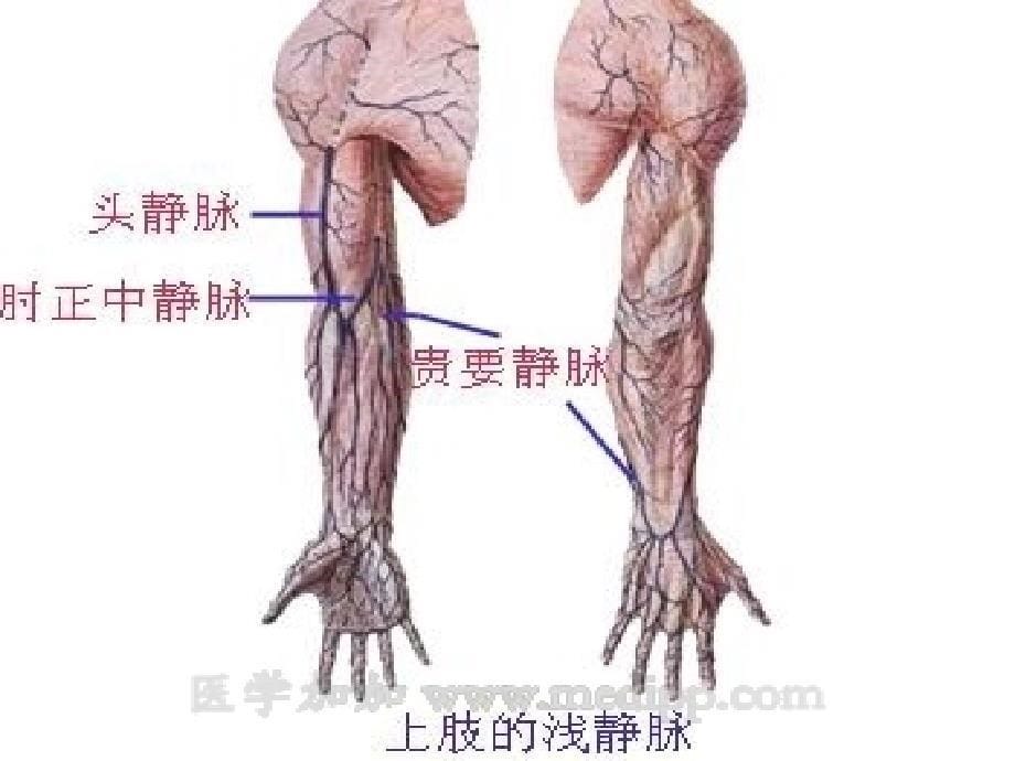 化学治疗静脉的管_第5页