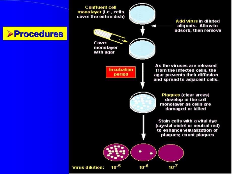 病毒滴度的测定课件_第5页