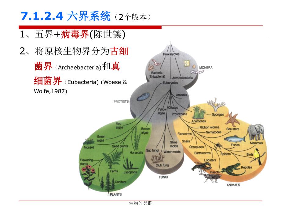 生物的类群课件_第4页