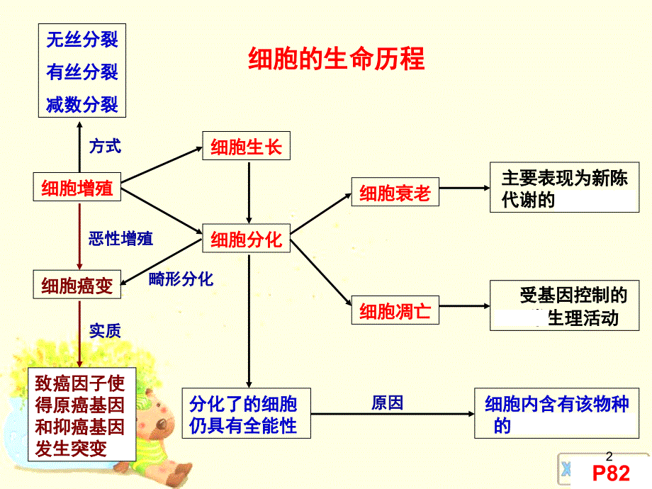 一轮复习_有丝分裂(经典).ppt_第2页