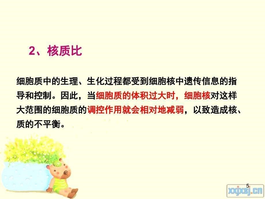 一轮复习_有丝分裂(经典).ppt_第5页