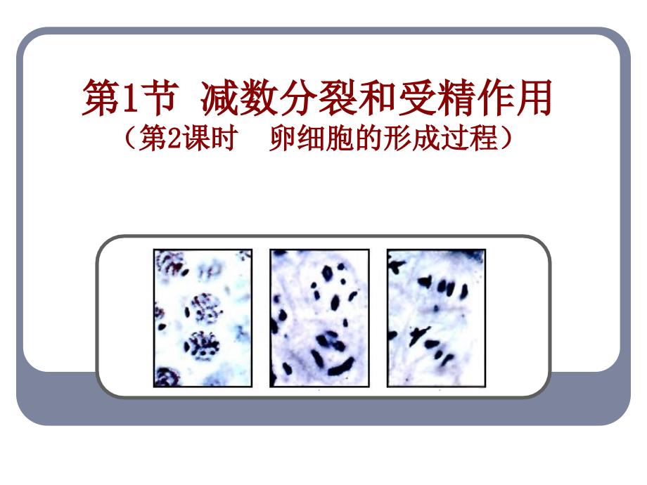 卵子的形成过程_第1页