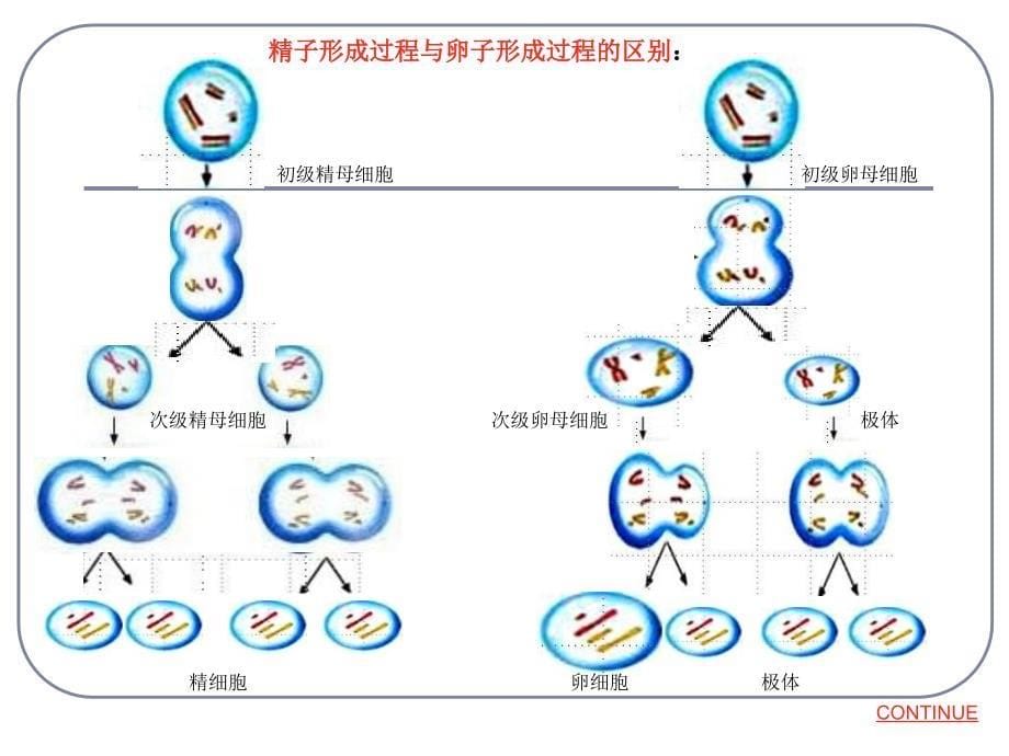 卵子的形成过程_第5页