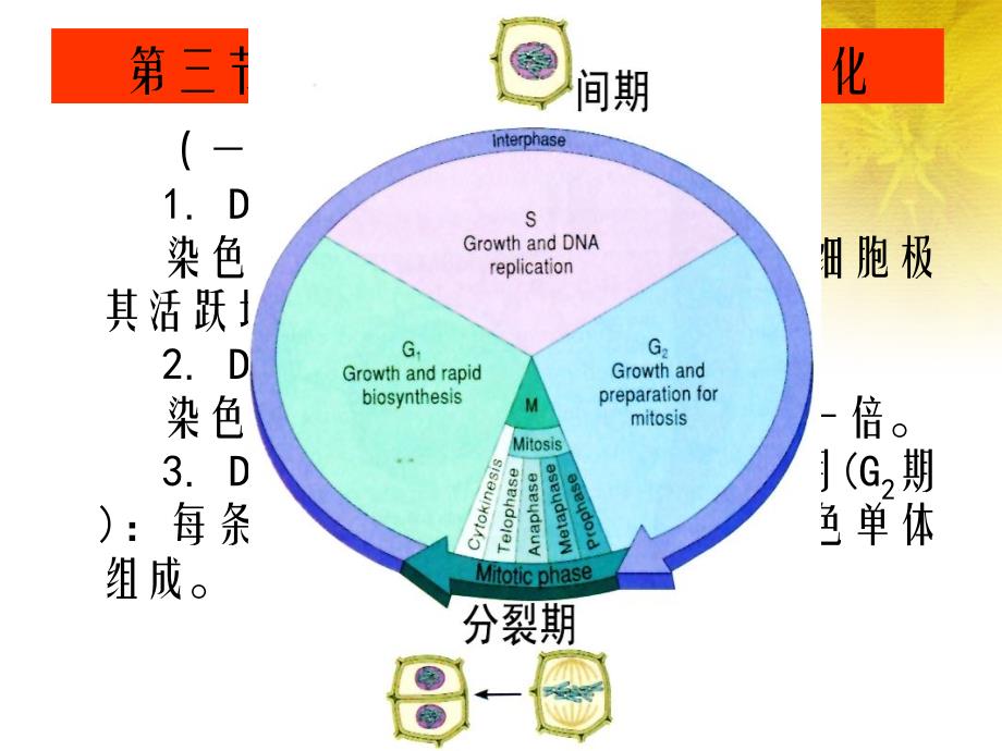 植物学第三节细胞的增殖生长与分化_第1页