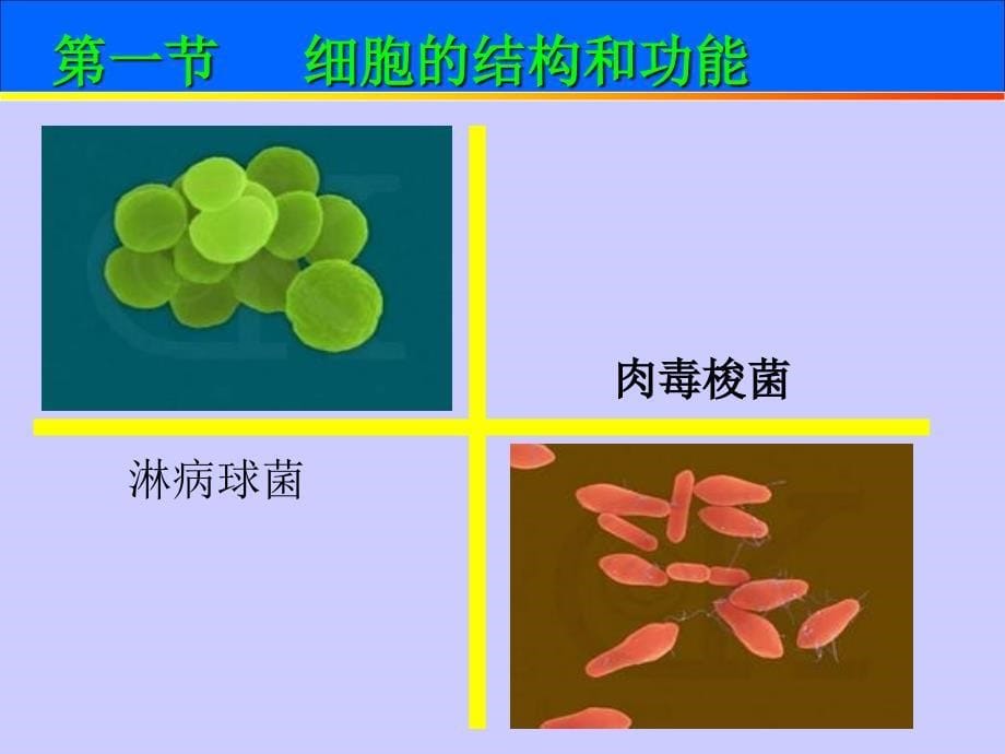 第二章遗传的物质基础_第5页