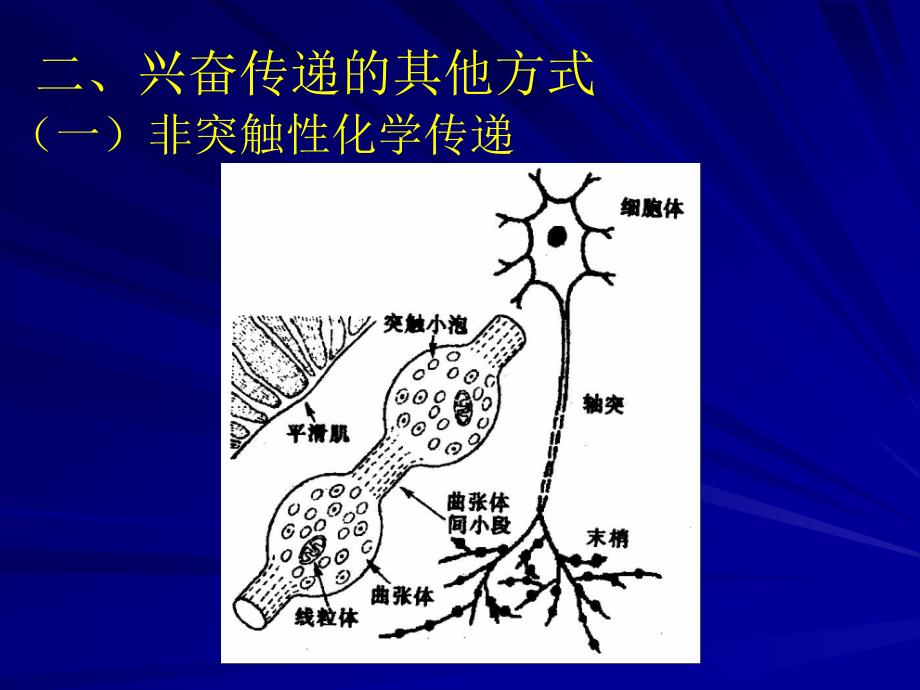 七突触的可塑教学课件_第2页