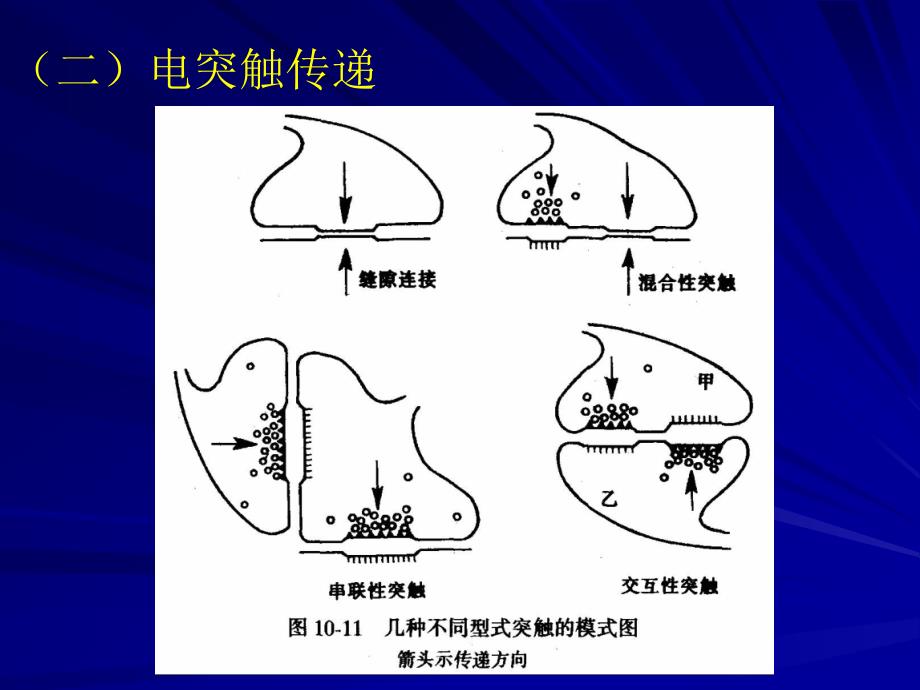 七突触的可塑教学课件_第4页