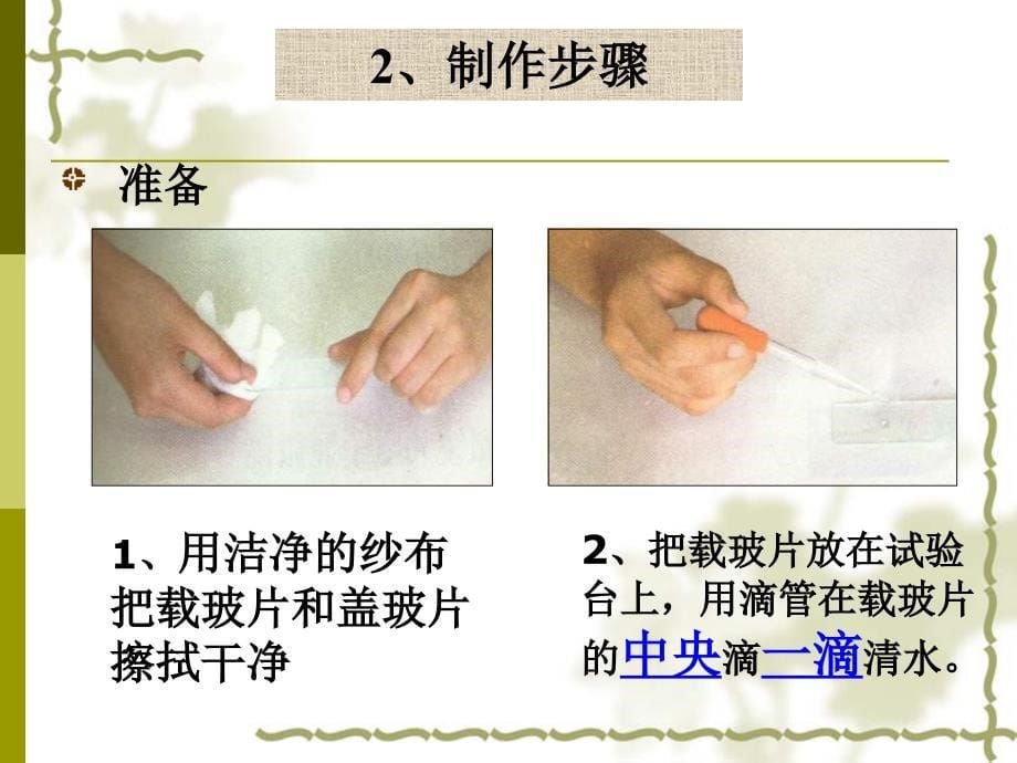 人教版七年级初一上册生物植物细胞和动物细胞PPT课件_第5页