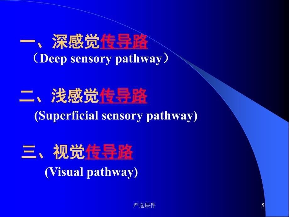 感觉传导路【优制材料】_第5页