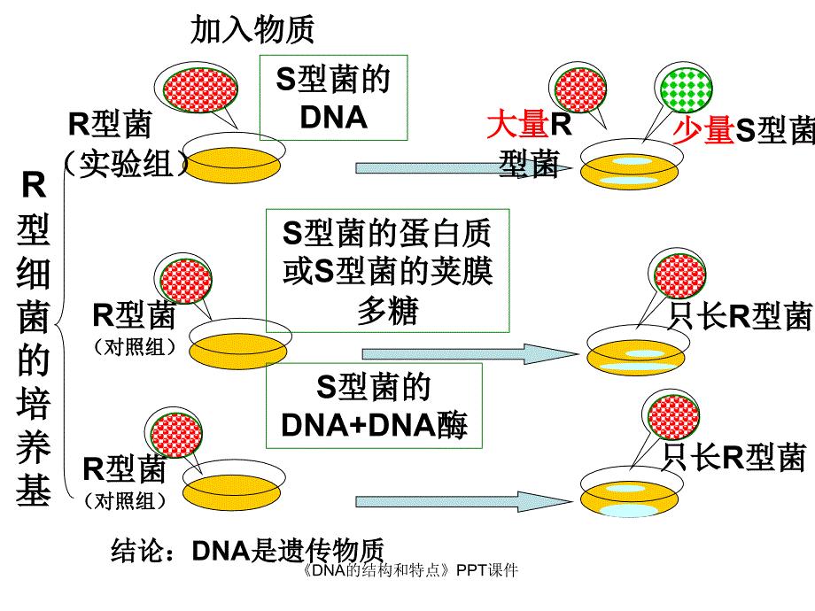 DNA的结构和特点课件_第2页