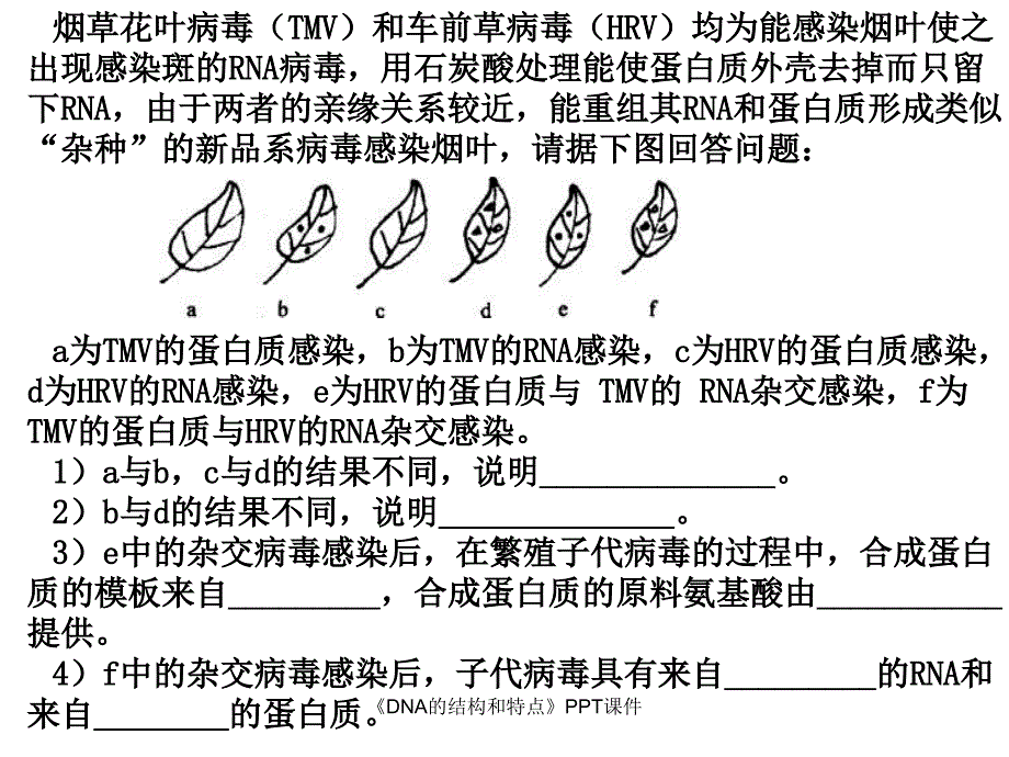 DNA的结构和特点课件_第3页