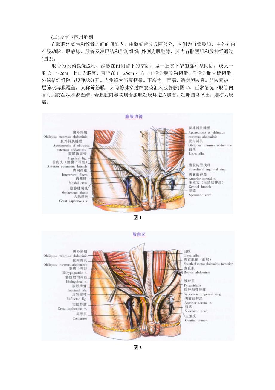 腹股沟区和股前区应用解剖.doc_第2页