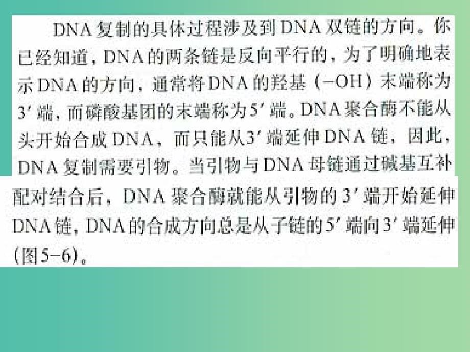 高中生物 专题5 课题2 多聚酶链式反应扩增DNA课件 新人教版选修1.ppt_第5页