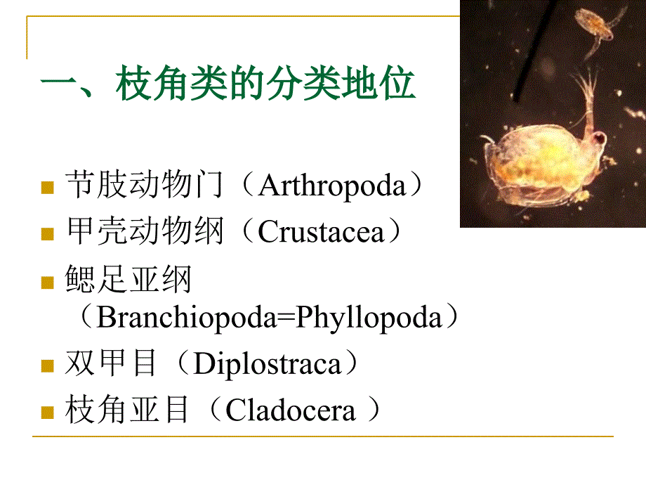 水生生物学枝角类课件_第2页