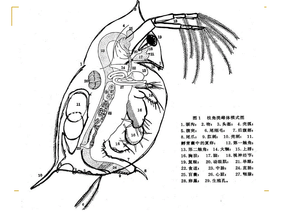 水生生物学枝角类课件_第4页