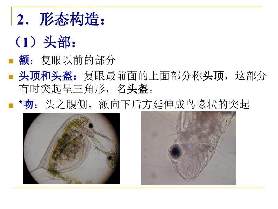 水生生物学枝角类课件_第5页