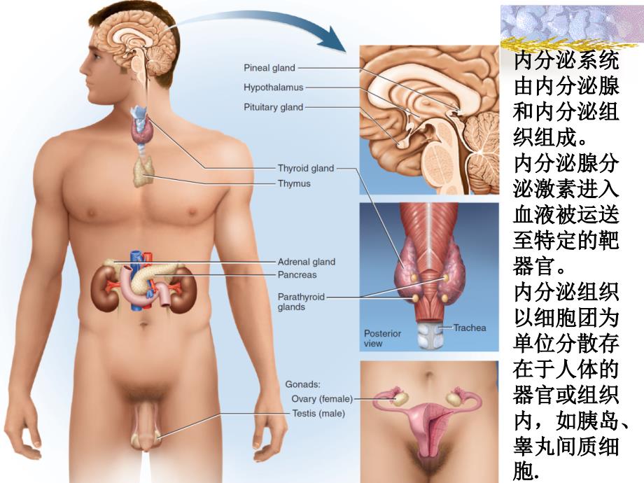 解剖生理学的第十三次内分泌与生殖系统修改简明版_第2页