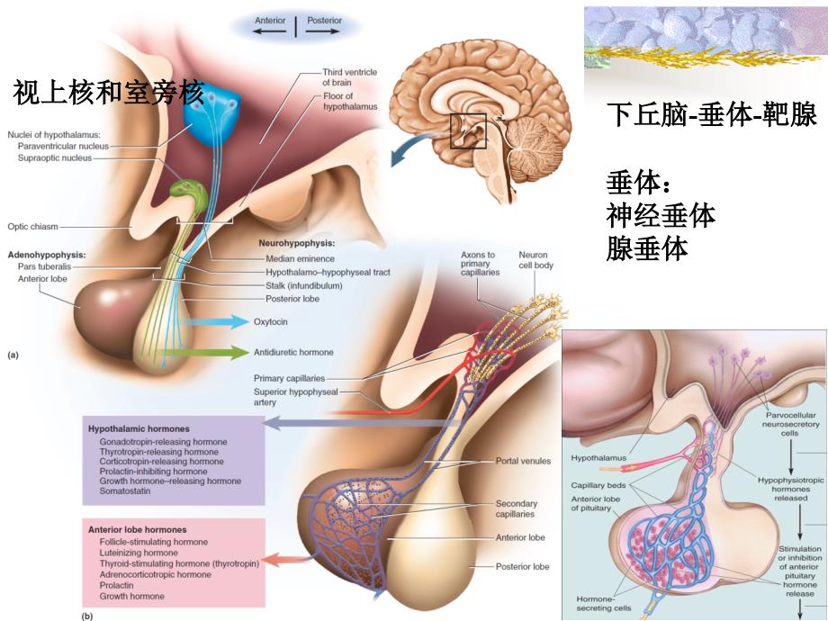 解剖生理学的第十三次内分泌与生殖系统修改简明版_第3页