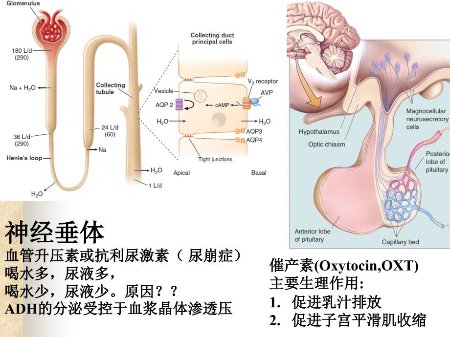 解剖生理学的第十三次内分泌与生殖系统修改简明版_第4页