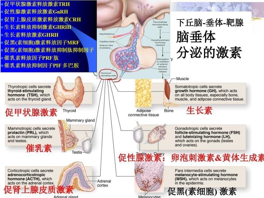 解剖生理学的第十三次内分泌与生殖系统修改简明版_第5页