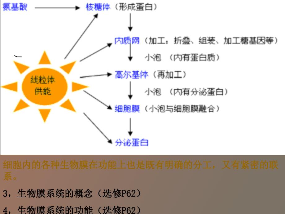 生命活动的基本单位-细胞、细胞工程_第4页