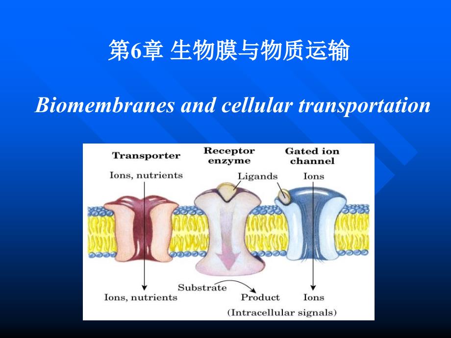 考研科目,动物生物化学第6章生物膜与物质转运_第1页