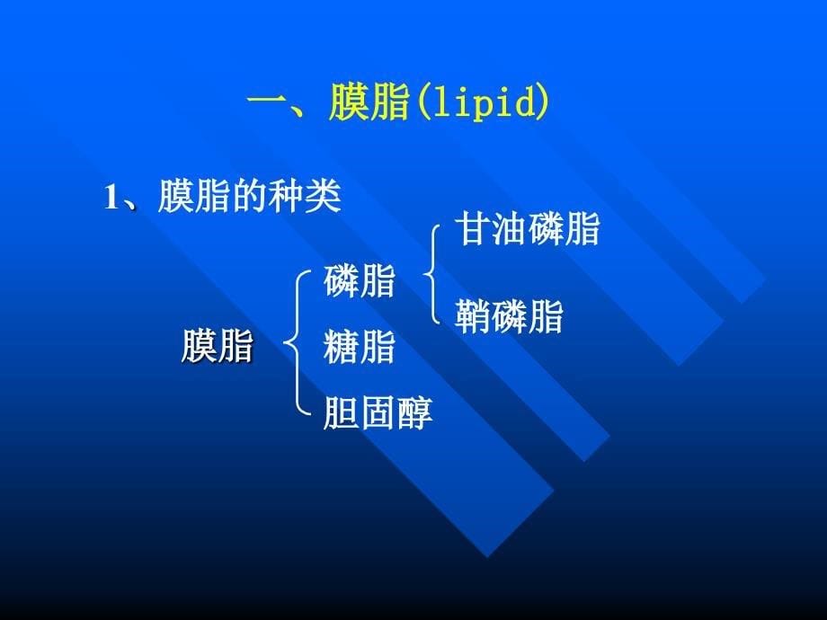 考研科目,动物生物化学第6章生物膜与物质转运_第5页