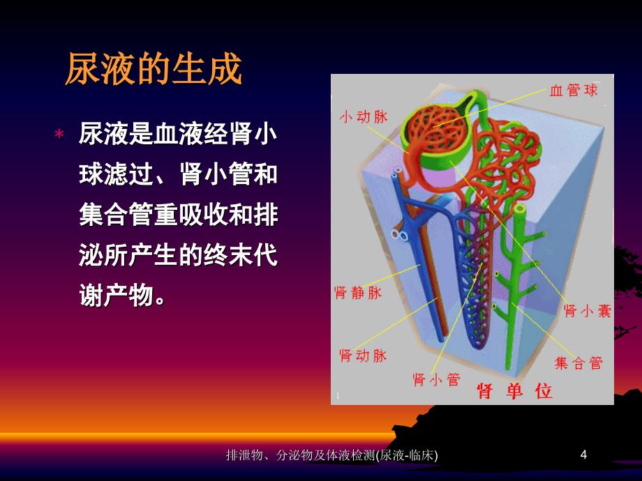 排泄物分泌物及体液检测尿液临床课件_第4页