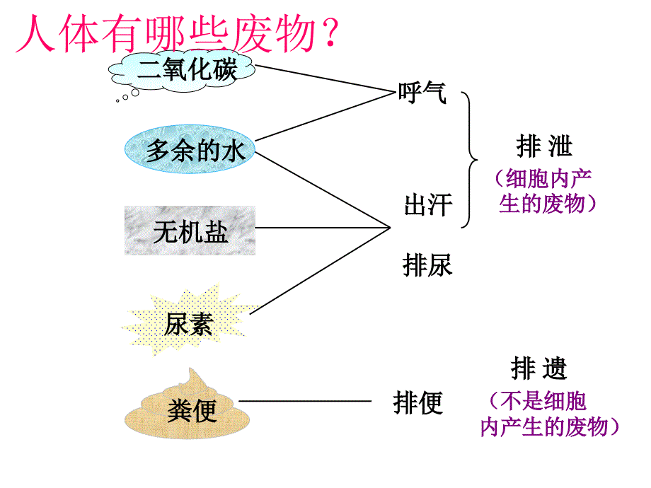 第五章人体内废物的排出2_第3页