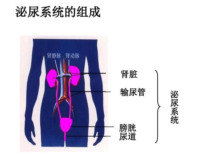 第五章人体内废物的排出2_第5页